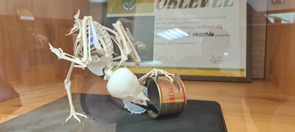  2025. június 9., Szarvas